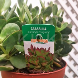 Crassula platyphylla burgundy