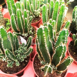 Cactus ordenador - Cereus...
