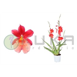 Orquídea cambria nelly...