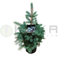 Picea pungens edith