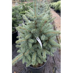 Picea pungens glauca keibab