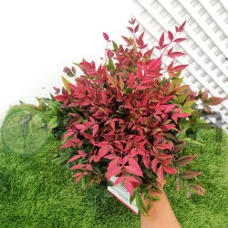 Nandina domestica obsessed