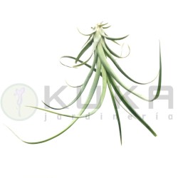 Tillandsia Curly Slim
