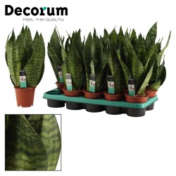 Sansevieria trifasciata...