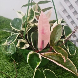 Hoya krimson queen