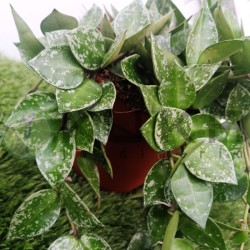 Hoya kroniana splash