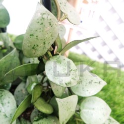 Hoya kroniana eskimo