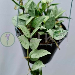 Hoya kroniana