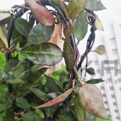 Hoya kroniana black leaves