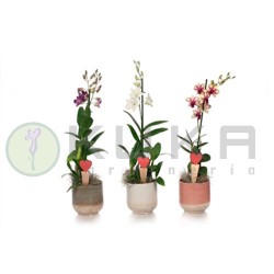 Orquidea dendrobium Sa-Nook...