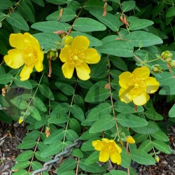 Hypericum hidcote