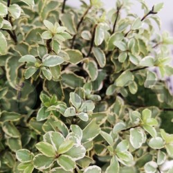 Pittosporum tenuifolium...