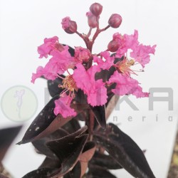Árbol de júpiter Black Diamond
