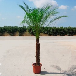 Phoenix roebelenii