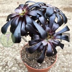 Aeoium arboreum atropurpureum