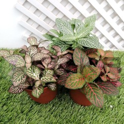 Fittonia