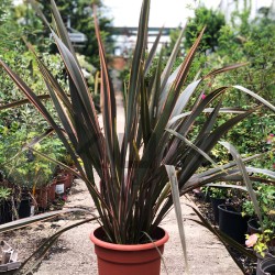 Phormium tenax sundowner