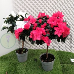 Azalea copa
