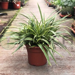 Phormium tenax variegata