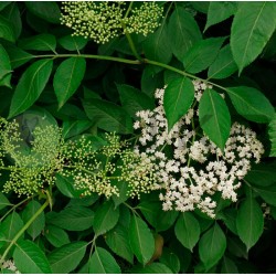 Sambucus nigra