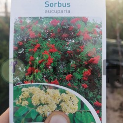 Sorbus aucuparia