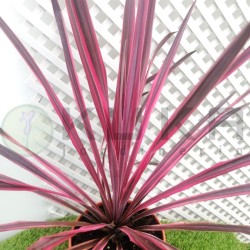 Dracena Australis pink...