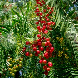 Falsa pimienta