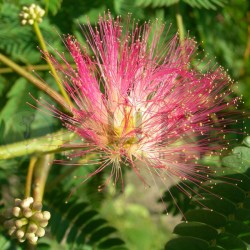 Albizia julibrissin rosea