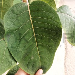 Phytolaca Dioica
