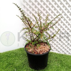 Cotoneaster horizontalis
