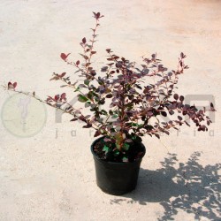 Berberis ottawensis superba