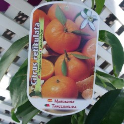 MANDARINO CLEMENULES