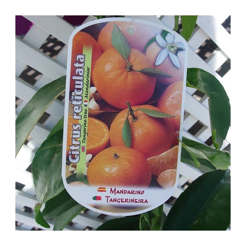 MANDARINO CLEMENULES