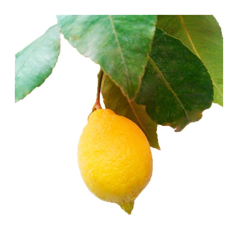 Limonero