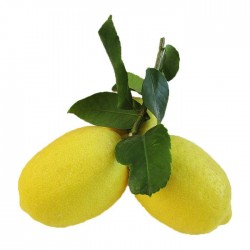Limonero