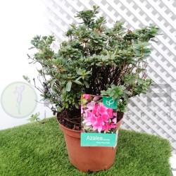 Azalea japonica