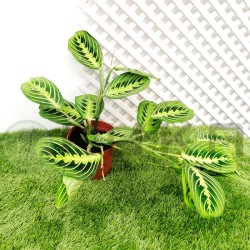 Maranta Leuconera Lemon