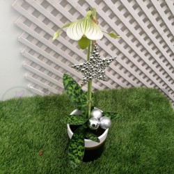 Orquídea paphiopedilum x m....