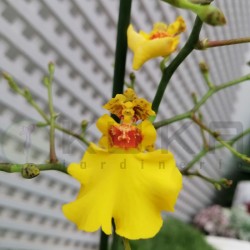 Oncidium münsterland