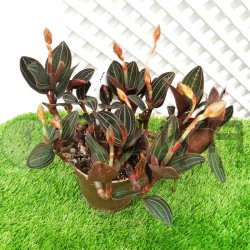 Orquídea ludisia discolor
