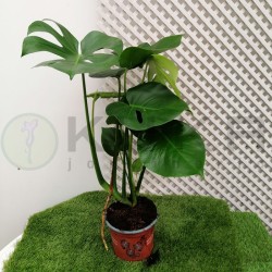 Monstera deliciosa