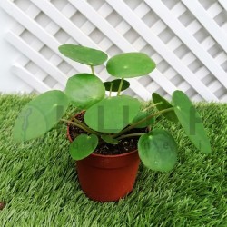 Pilea peperomioides
