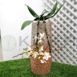 Orquídea phalaenopsis...