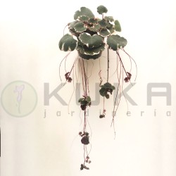 Saxifraga Stolonifera