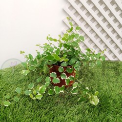 Ficus pumila sunny repens