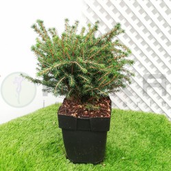 Picea omorika karel