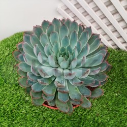 Echeveria pelisuda