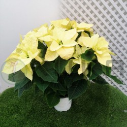 Poinsettia autumn leaves