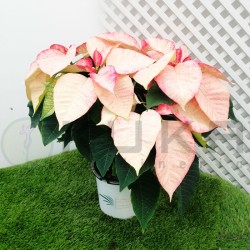 Poinsettia white glitter road