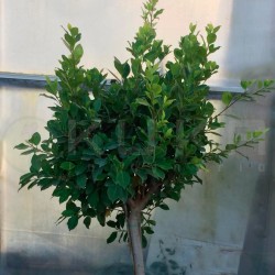 Ficus retusa nítida